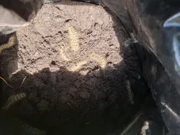Rupsen in potgrond